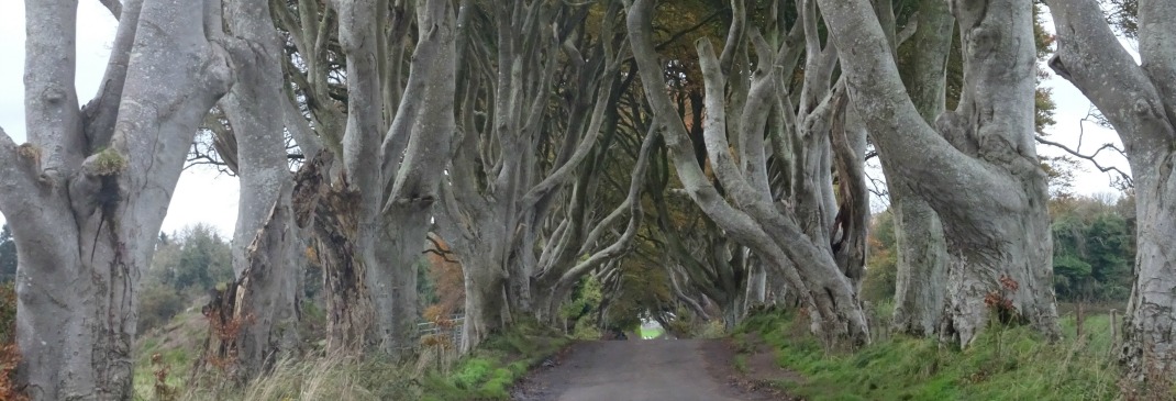 Magical landscape in Northern Ireland