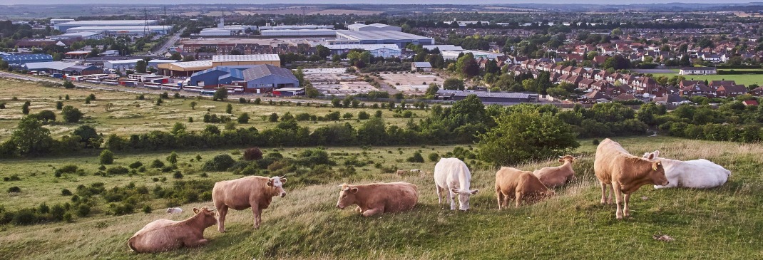 Luton countryside cows and fields