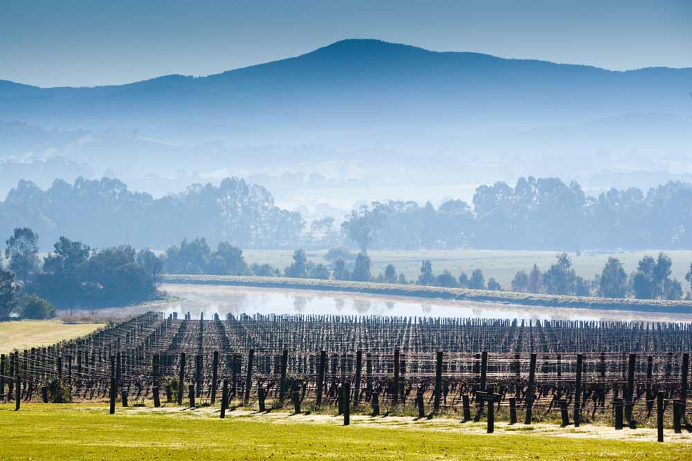 Yarra Valley In A Day: Day Trip Itinerary