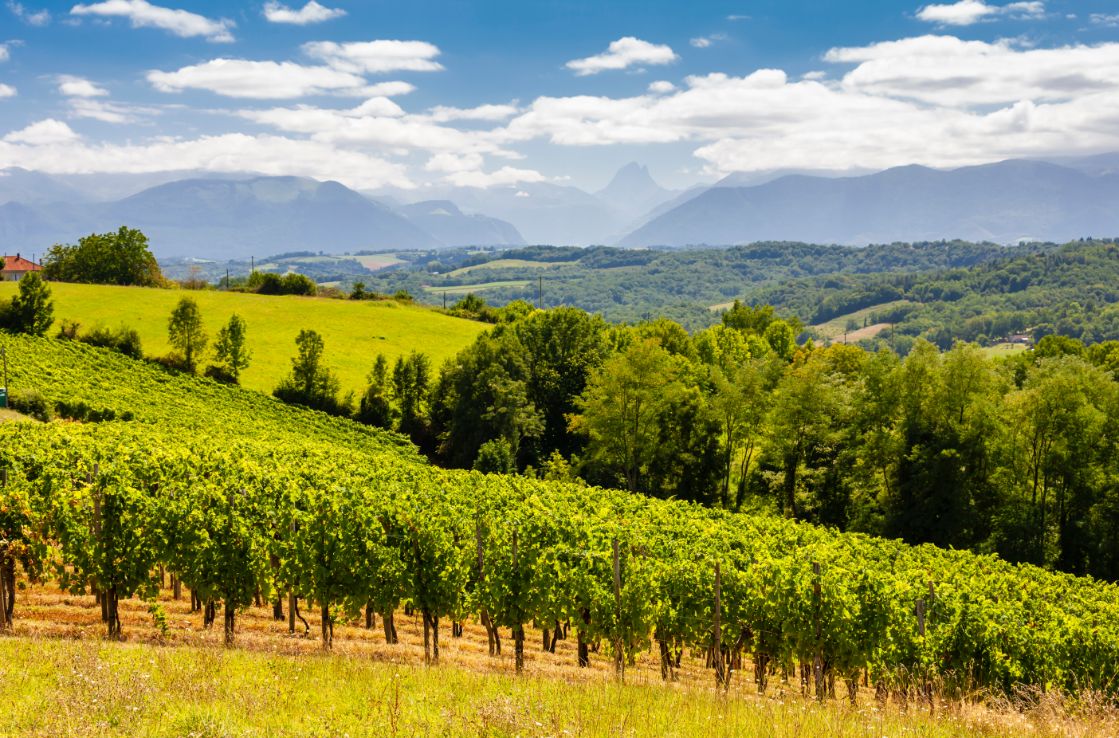 Les coteaux de Jurancon