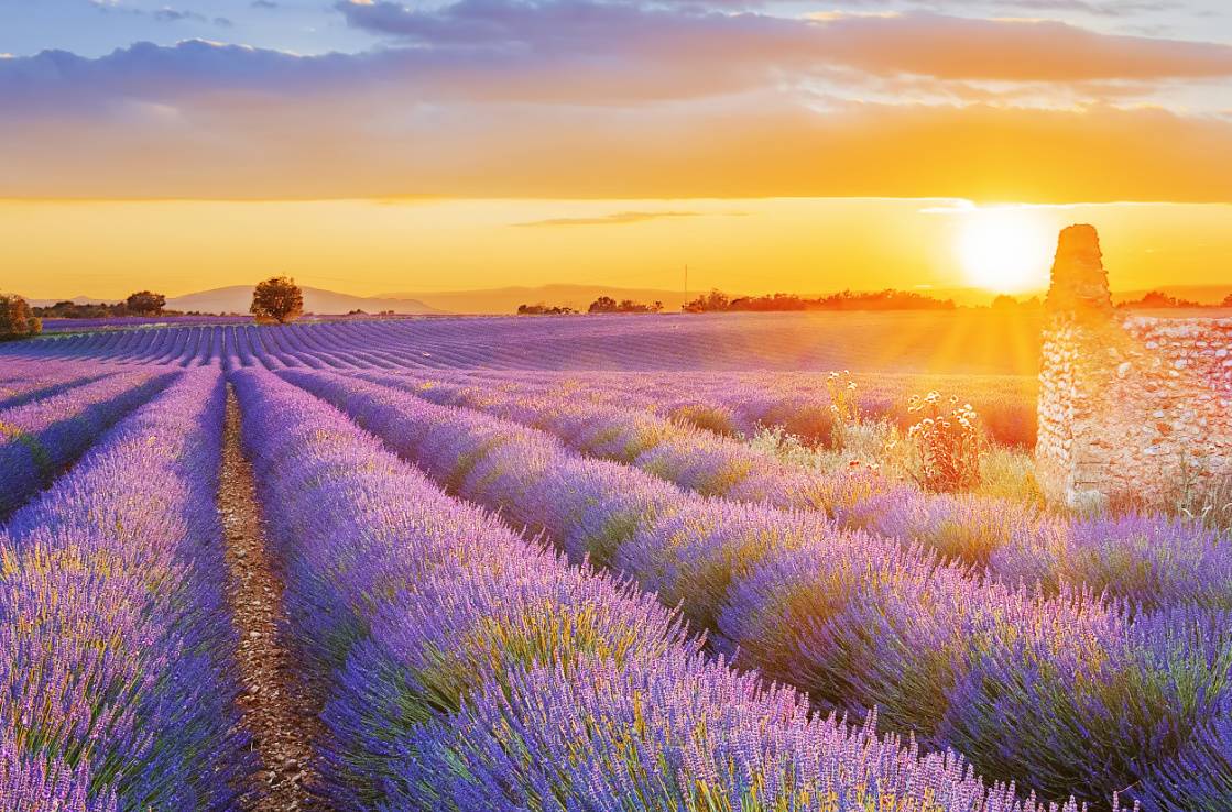 Provence : les champs de lavande s'adaptent au changement climatique