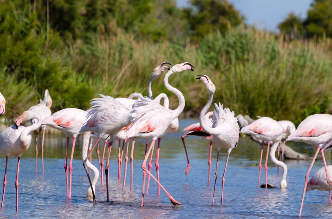 Flamants dans le parc Camargue