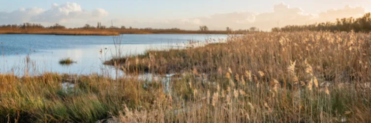 Nationaal Park De Biesbosch