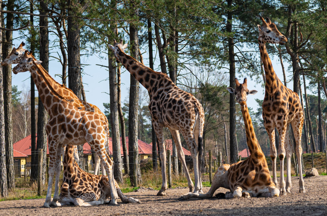 Giraffes in safari park, Netherlands