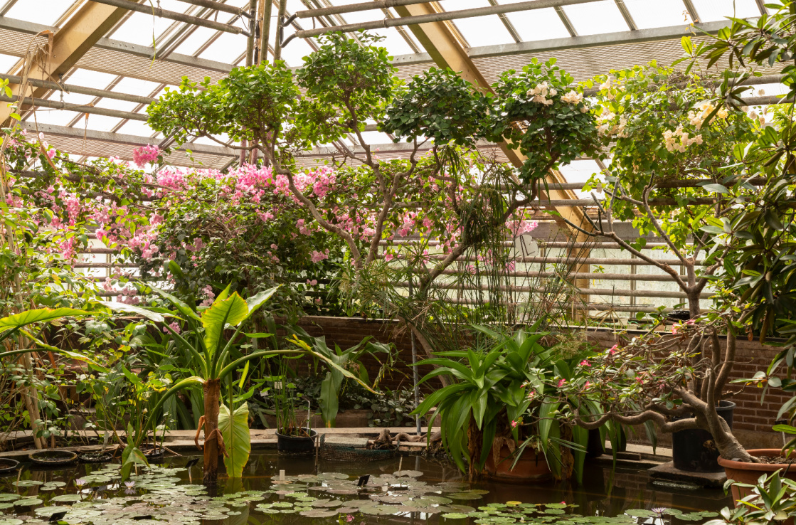 Leiden botanic garden