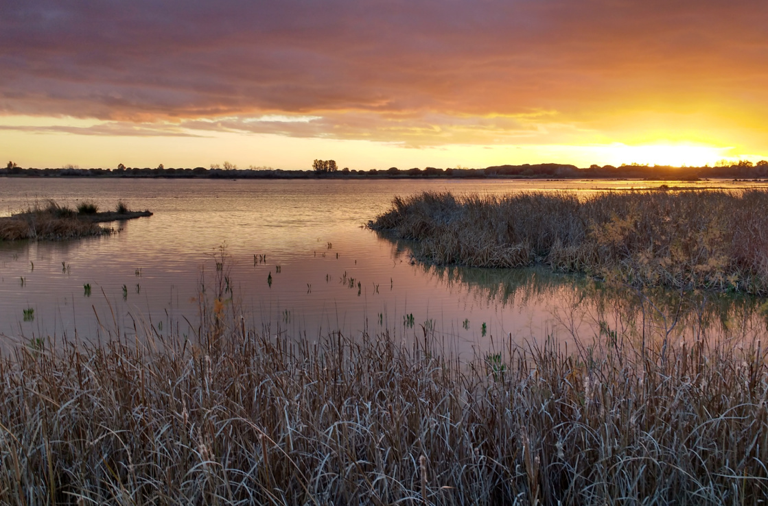 Jerez marsh