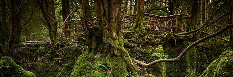 Puzzlewood – Coleford, England