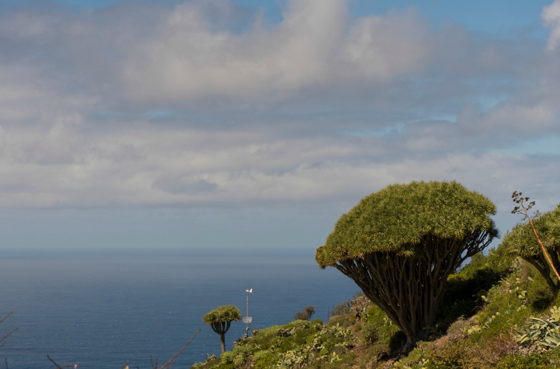 Der Drachenbaum über der Küste von La Palma