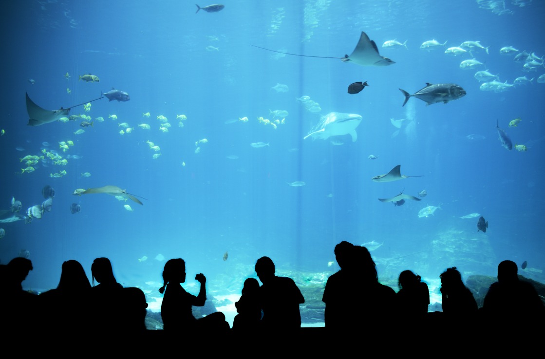 Becken im Georgia Aquarium in Atlanta