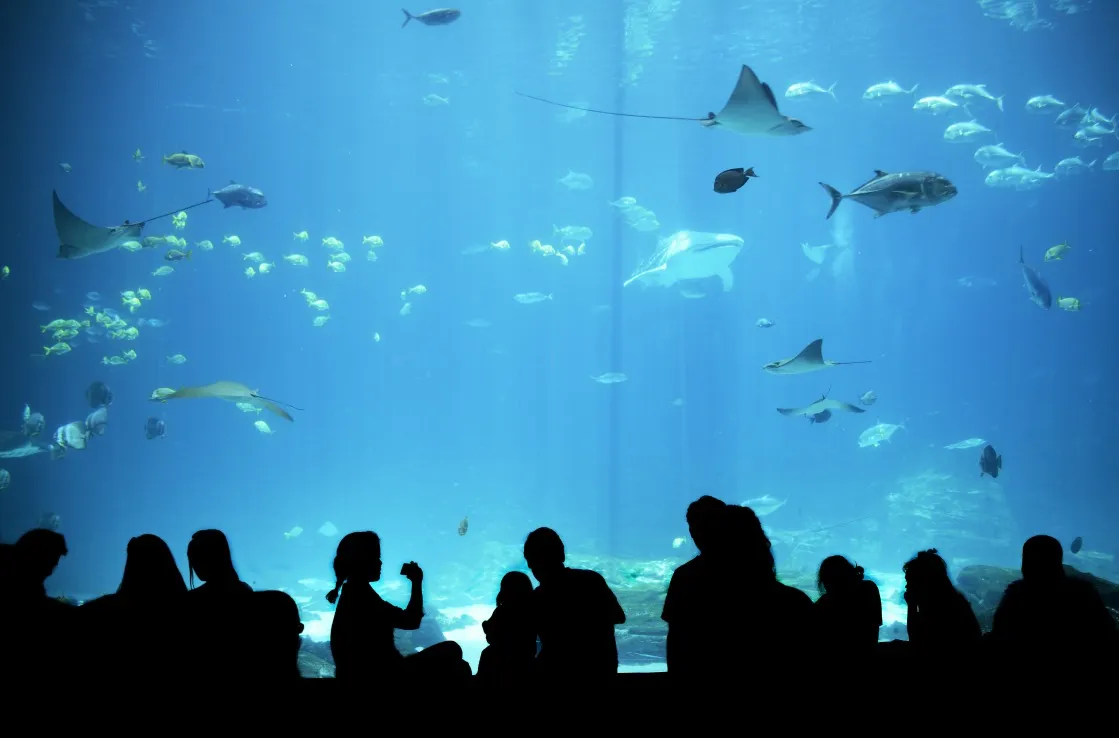Becken im Georgia Aquarium in Atlanta