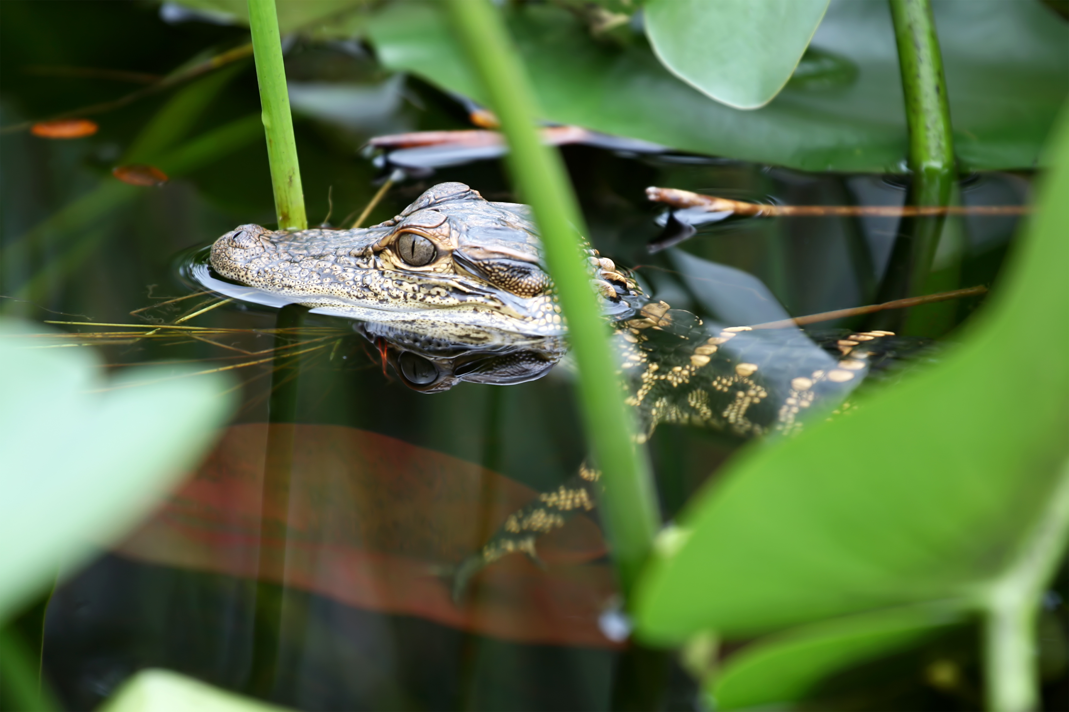 Die Alligator Attractions in Tampa