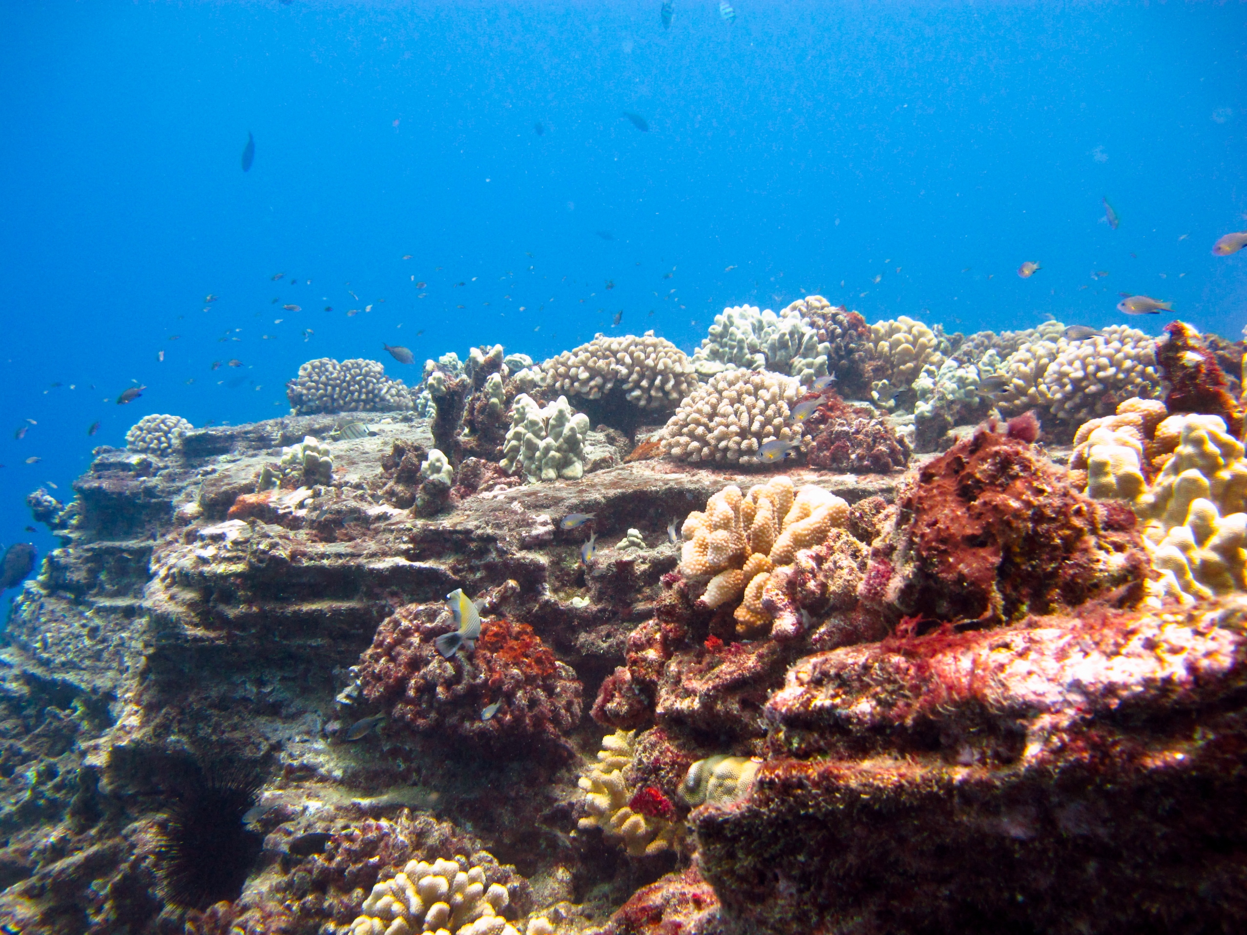 Unterwasserwelt um Niihau, Hawaii