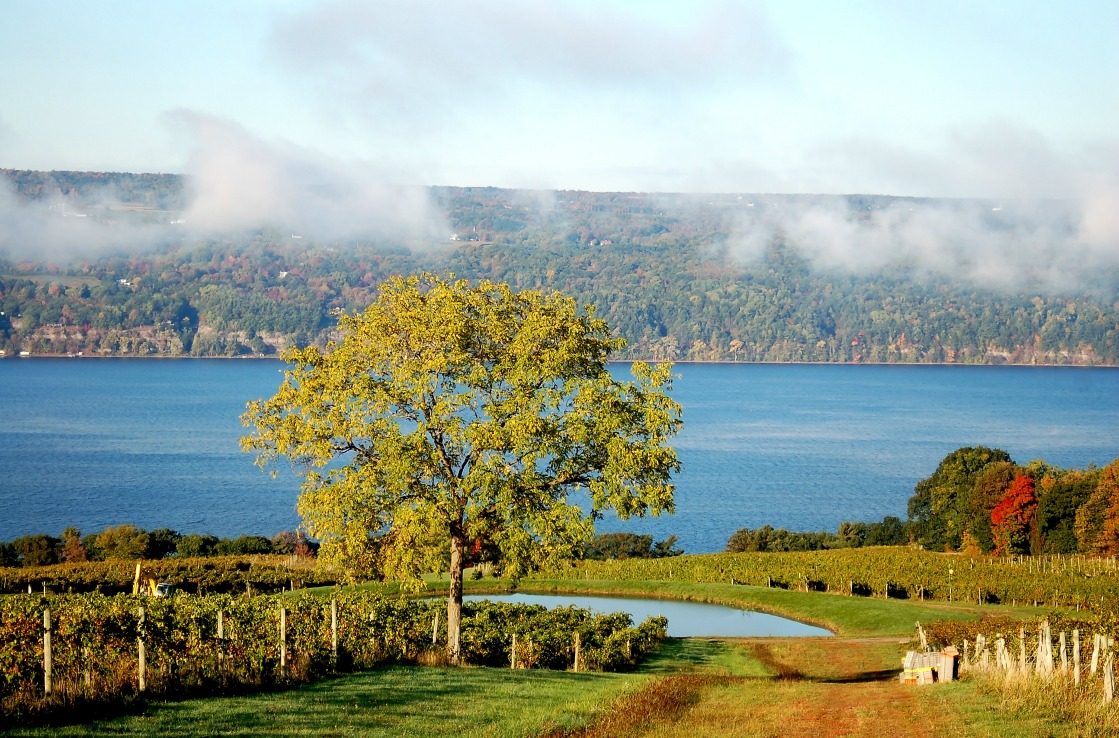 Weinanbaugebiet in der Region der Finger Lakes