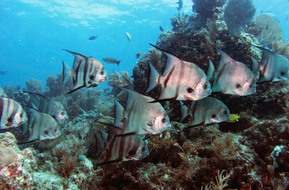 Florida Keys Spadefish