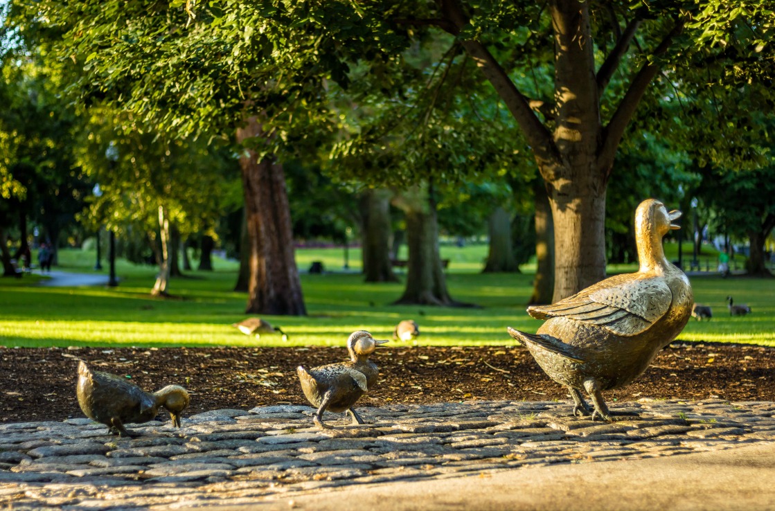 Enten im Stadtpark von Boston