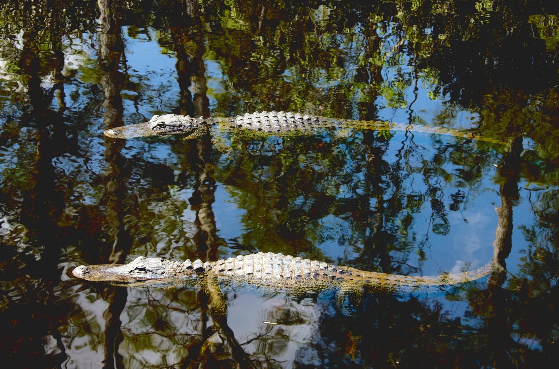 Alligatoren in Miamis Gator Park