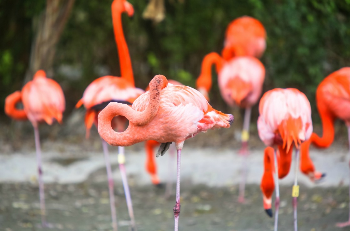 Flamingos in Miamis Zoo