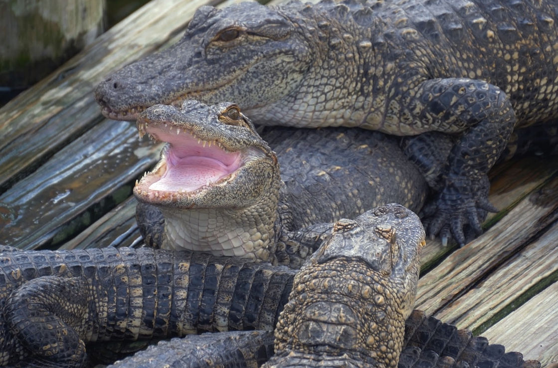 Gatorpark in den Everglades bei Orlando, Florida