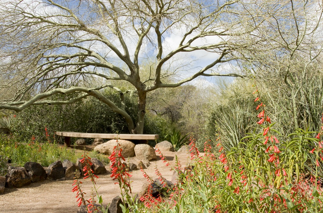 Botanischer Garten in Phoenix
