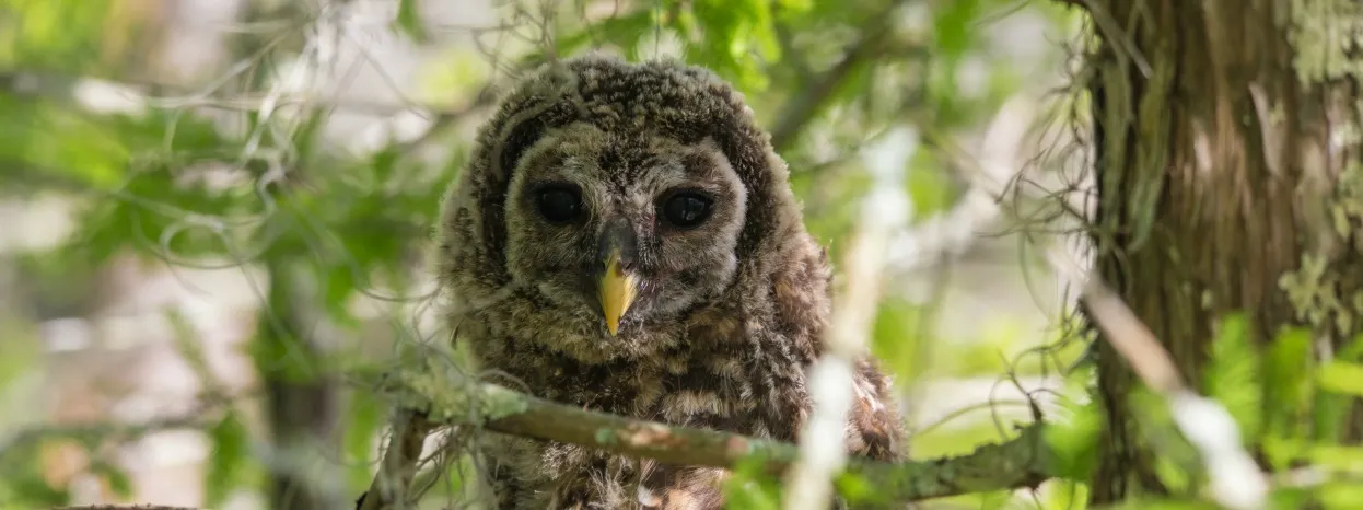Wildes Louisiana: Aquarien & Zoos für Familienurlaube 