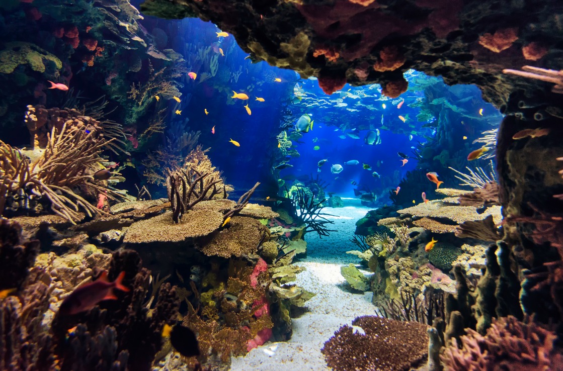 Résultat de recherche d'images pour "montpellier aquarium"