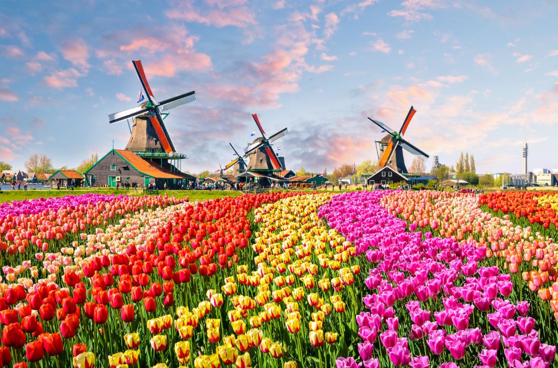 windmill and tulip fields in the netherlands