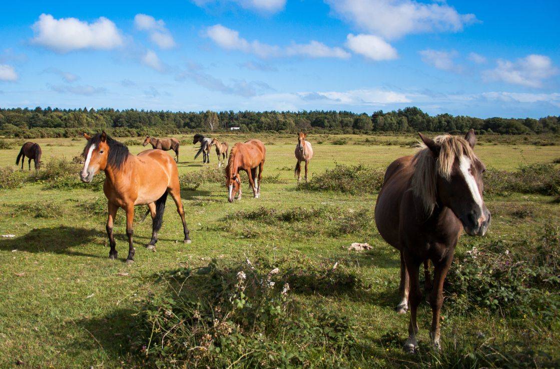 New forest ponies