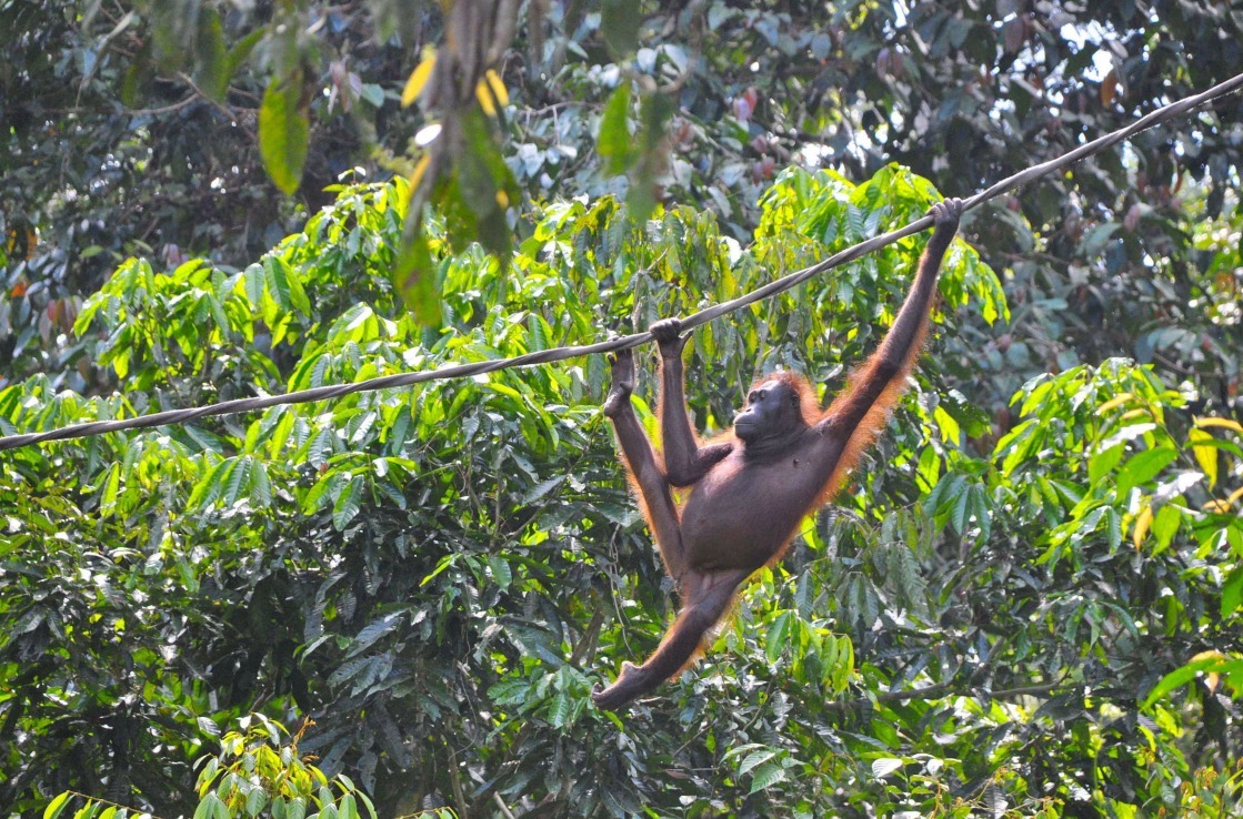 Orangutan hanging in a tree