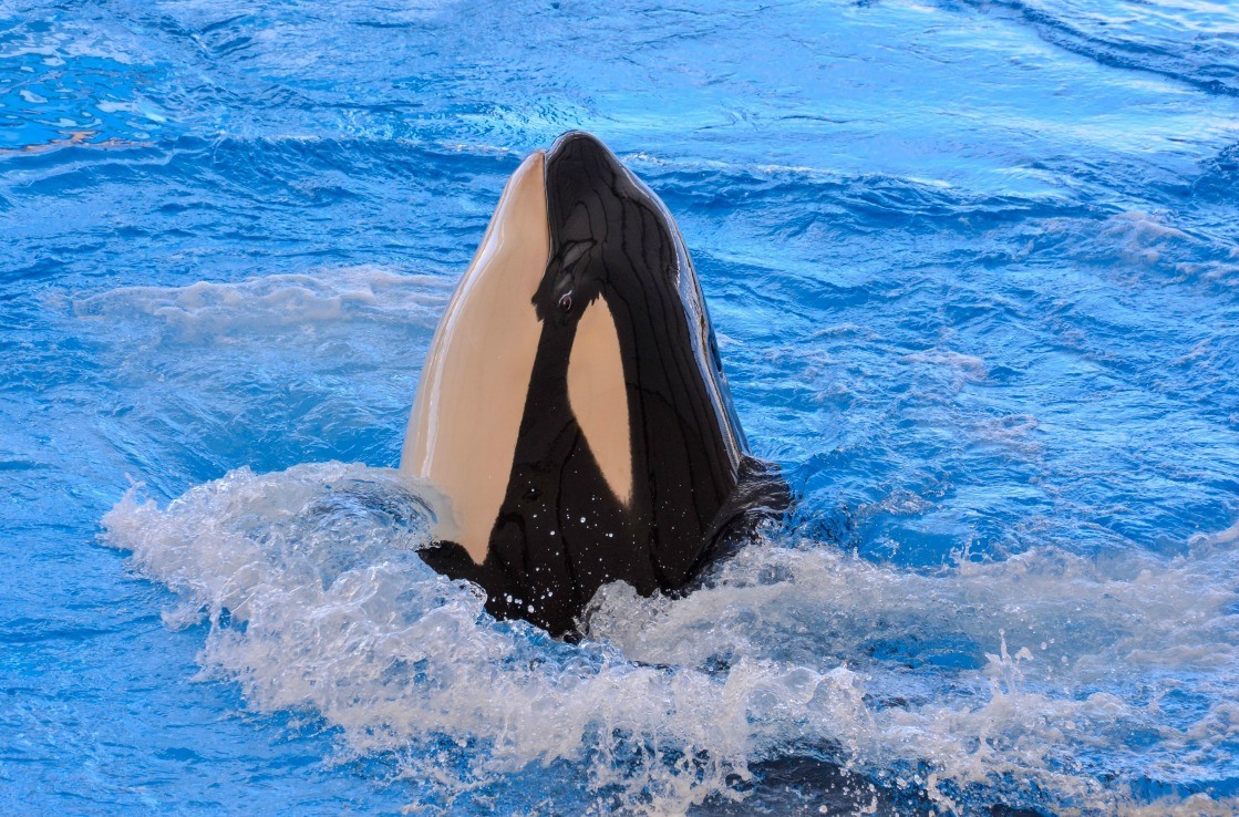 Killer whale emerging from the water