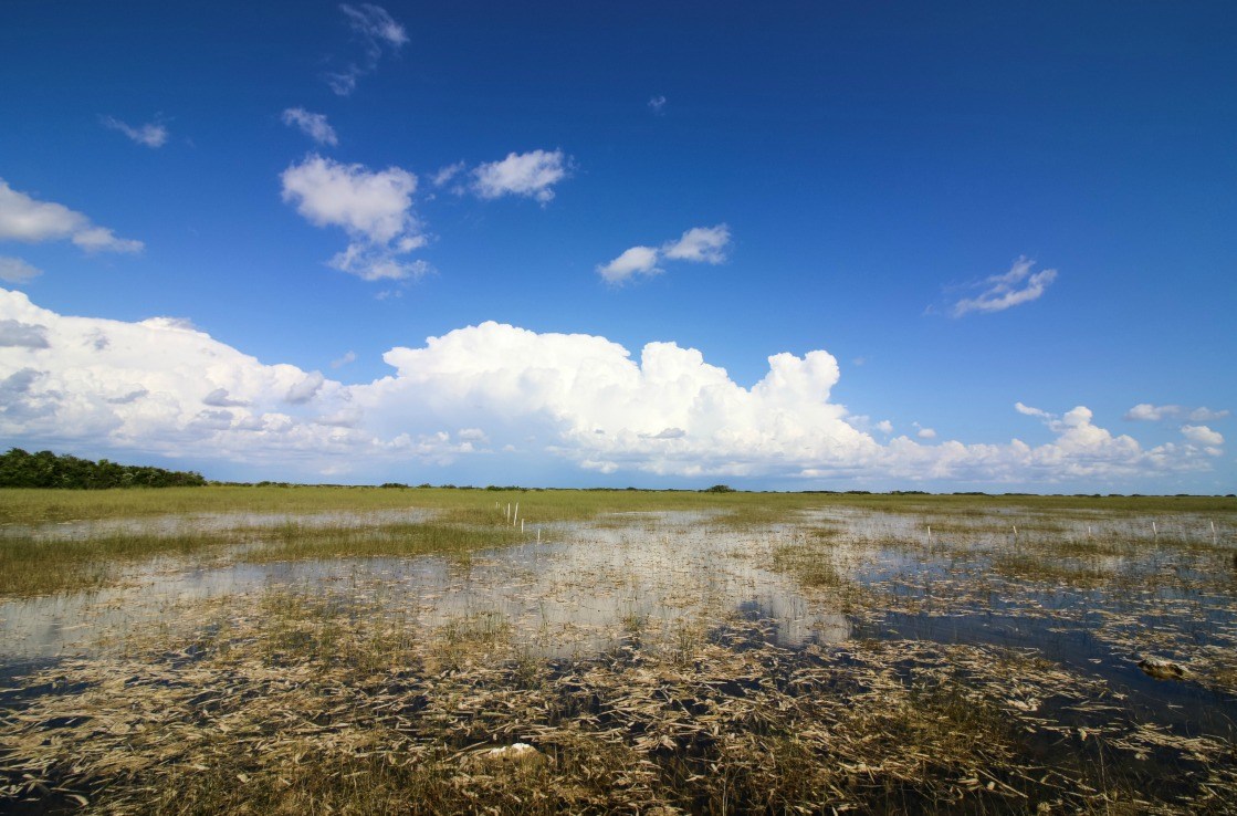 Panoramic view of the Shark Valley near Miami