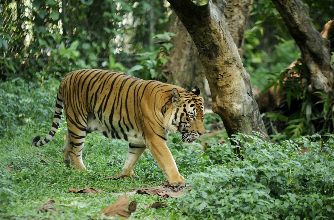 Malayan Tiger in the zoo