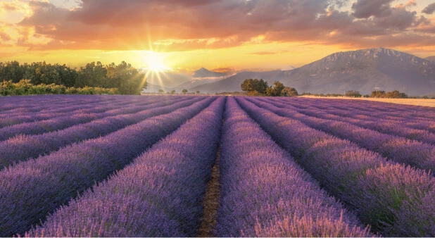 Provence et le sud de la France