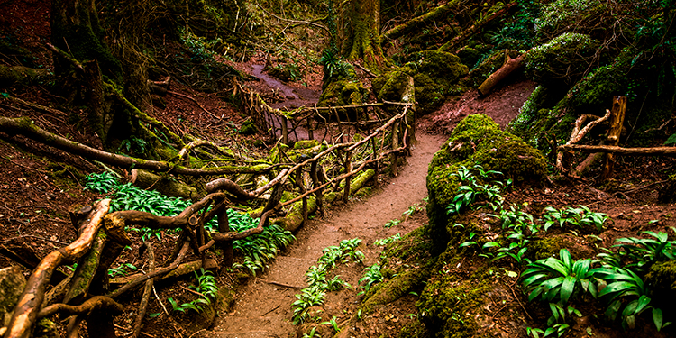 Puzzlewood, Coleford England