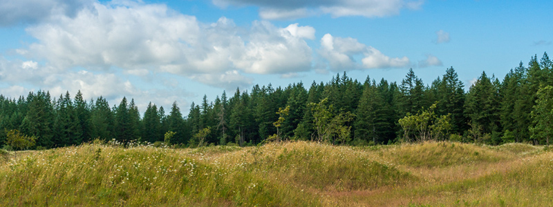 Mima Mounds Natural Area Preserve