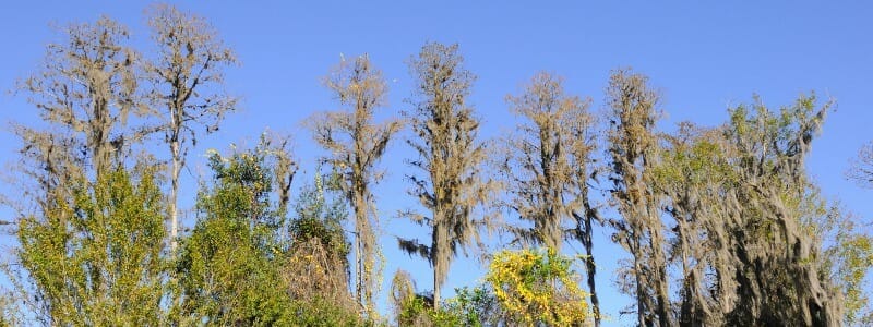 Big Oaks National Wildlife Refuge