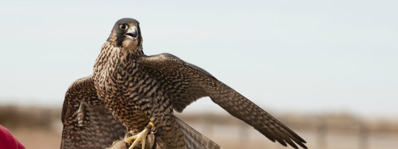 World Center for Birds of Prey