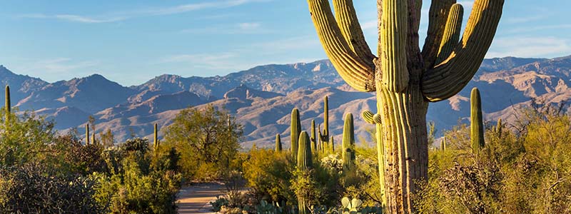 Saguaro National Park