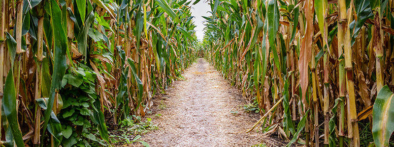Great Vermont Corn Maze
