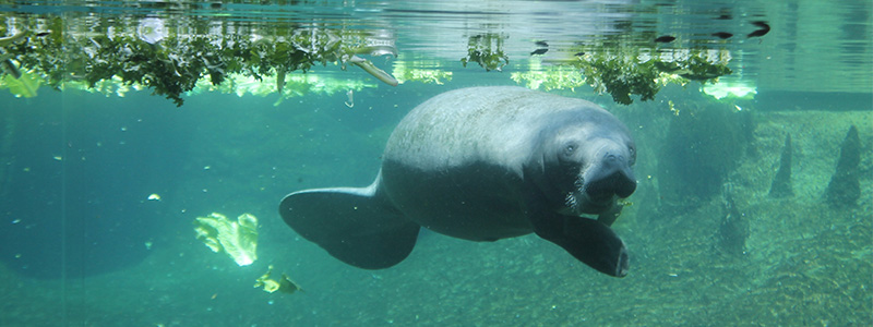 Three Sisters Springs