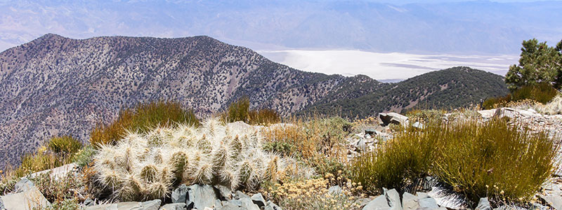 Wildrose Peak Trailhead