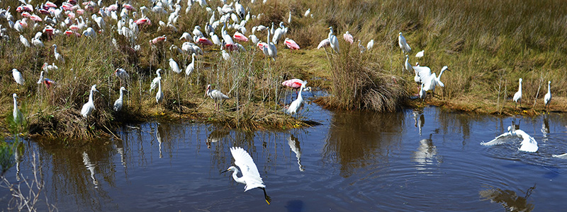 Merritt Island National Wildlife Refuge