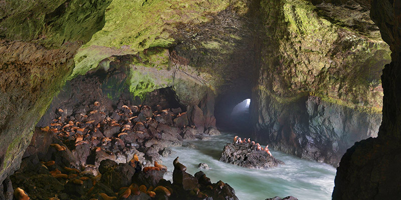 Sea Lion Caves