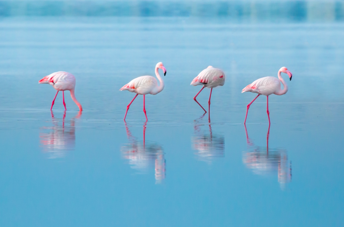 flamingos