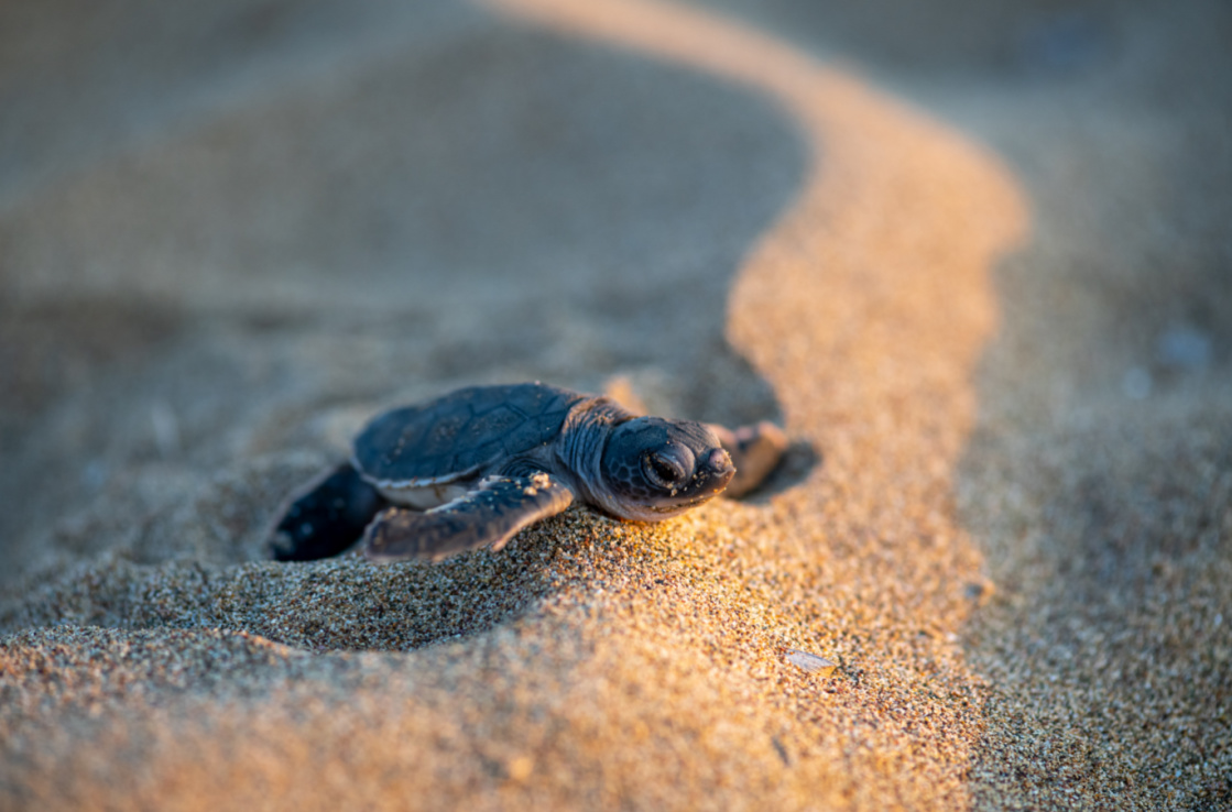 turtles on a beach