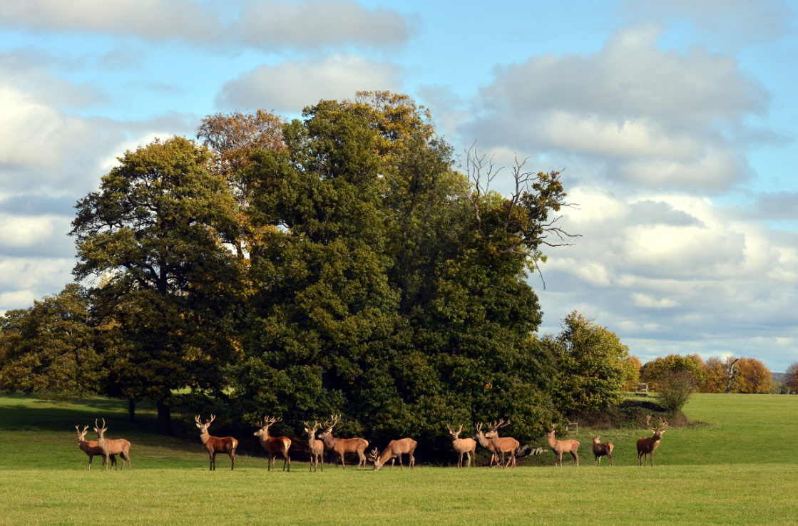 Knebworth House