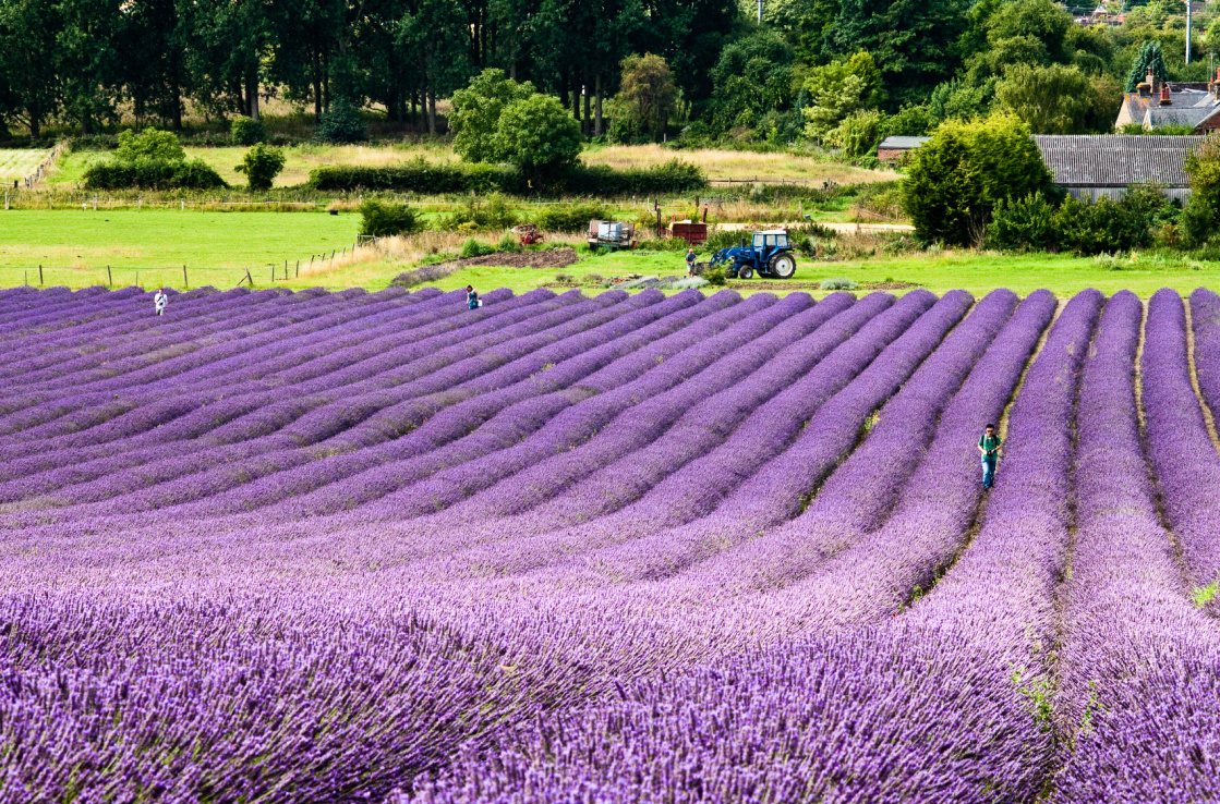 Hitchin Lavender