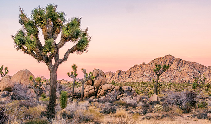 Joshua Tree