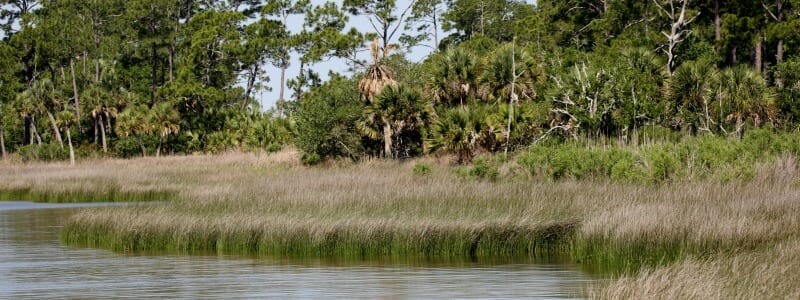 Forêt nationale d’Apalachicola