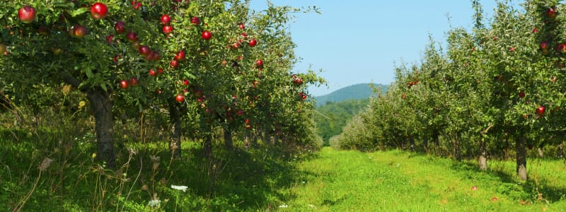 Czipar’s Orchard