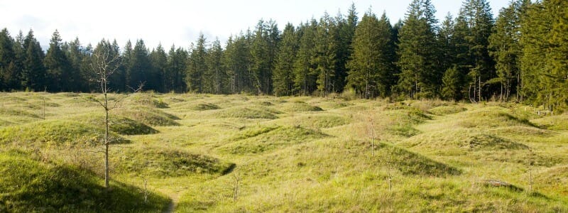 Mima Mounds